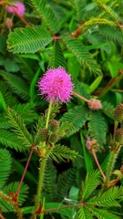 close up of a flower of a plant