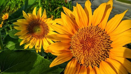 sunflower in the field