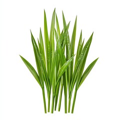 A vibrant cluster of green grass blades, showcasing their fresh and healthy appearance, perfect for nature or gardening themes.