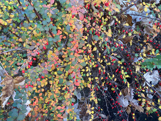 Japanese Barberry Shrub In November