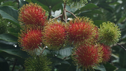 Rambutan Tree Laden with Ripe Fruits