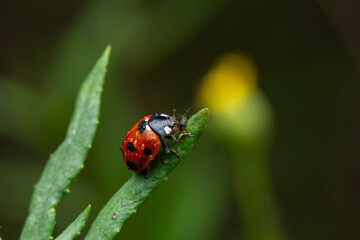 ladybug eating aphid on leaf