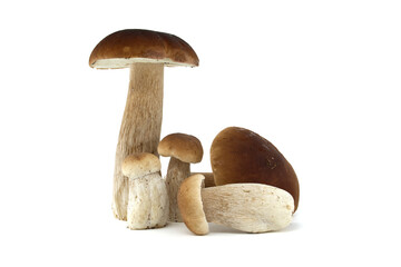 Fresh porcini mushrooms on a white background presented in a group