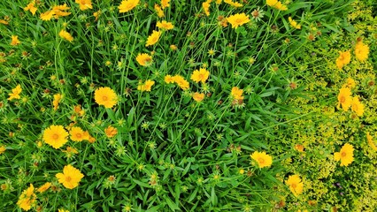 yellow flowers