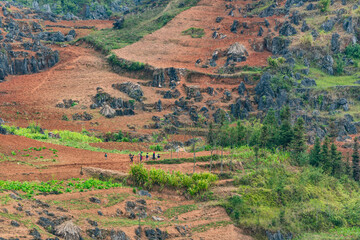 Naklejka premium Spring landscape in Ha Giang - Northern mountainous province of Vietnam