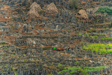 Spring landscape in Ha Giang - Northern mountainous province of Vietnam