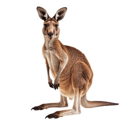 Fototapeta premium Kangaroo full body isolated on white background