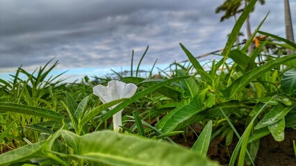 green grass and blue sky