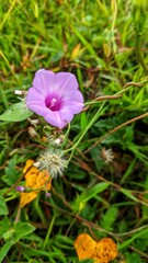 flower in the garden