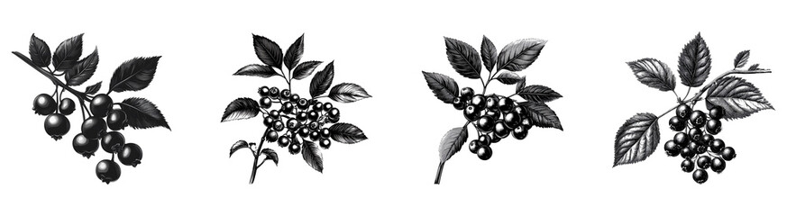 Collection Black Rowanberries Isolated On Transparent Background