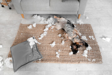 Naughty cocker spaniel with filling from torn pillow lying on rug in messy living room, top view