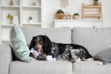 Naughty cocker spaniel with hair curler and pillow filling lying on sofa at home