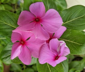 pink hibiscus flower