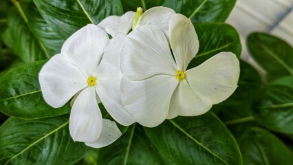 white flower