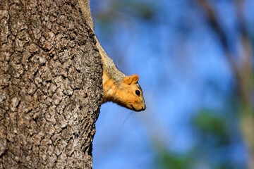 The fox squirrel (Sciurus niger) also known as the eastern fox squirrel or Bryant's fox squirrel. 