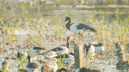 magpie goose standing on a post in a flock of geese and ducks