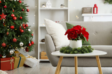Christmas plant poinsettia with wreath on table in living room