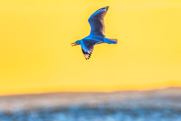 Seagull in flight in the morning light