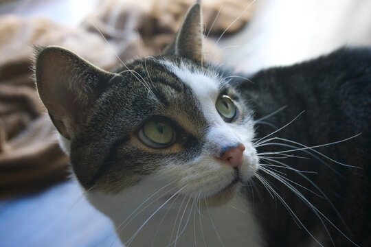 Macro Close Up of Grey, Black, and White Cat with a Pink Nose