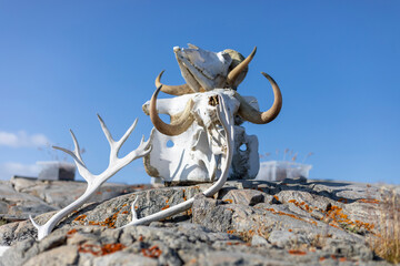 skull of a bull or muskoxen on a rock, Greenland © PetraJPhoto