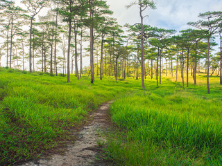 Obraz premium Lush forest trail in Phu Soi Dao National Park, Thailand.