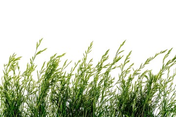Obraz premium green grass isolated on white