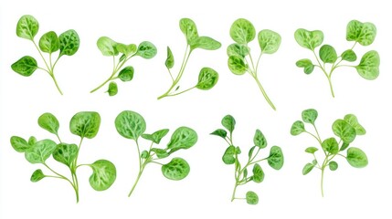 A collection of fresh green leaves arranged artistically.
