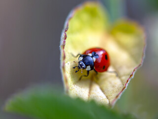 ladybug on yellow leaf