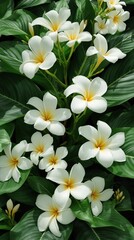 Obraz premium Beautiful white plumeria petals on dark green leaves backdrop, nature, leaves