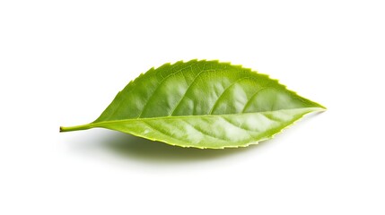 Obraz premium Green tea leaf isolated on white background.