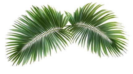 Palm leaves isolated on white background.