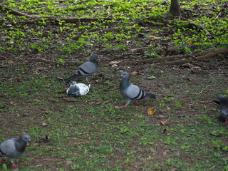 Pigeons are found in groups in a park. Some are sitting, foraging and standing on green grassy area...