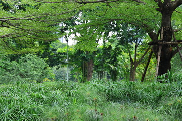 Cyperus involucratus Roxb is planted together with Indian laburnum. The clumps of umbrella weed have long, pointed leaves. Lvory Coast almond spreads its branches, providing shade to surrounding area.