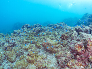 岩場に集まる、美しいソラスズメダイ（スズメダイ科）他の群れ。
英名学名：Heavenly Damselfish (Pomacentrus coelestis)
静岡県伊豆半島賀茂郡南伊豆町中木ヒリゾ浜2024年
