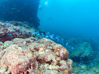 岩場に集まる、美しいソラスズメダイ（スズメダイ科）他の群れ。
英名学名：Heavenly Damselfish (Pomacentrus coelestis)
静岡県伊豆半島賀茂郡南伊豆町中木ヒリゾ浜2024年
