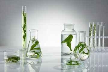 Laboratory glass equipments on white table, contain pure water and fresh seaweed. Front angle shot...