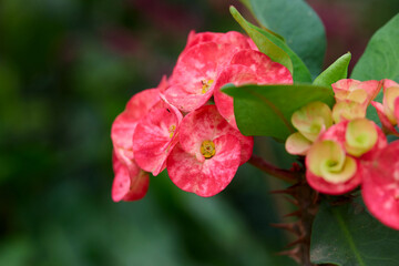 Close-up view of red Euphorbia Milii Desmoul or Crown of Thorns flower in bloom