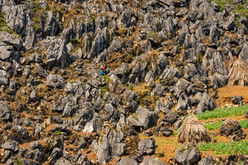 Spring landscape in Ha Giang - Northern mountainous province of Vietnam