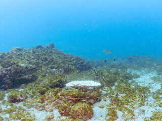 美しいハマフエフキ他の群れ。テーブルサンゴに住む可愛いフタスジリュウキュウスズメダイ、ミツボシクロスズメダイの幼魚他
英名学名：Spangled emperor, Lethrinus nebulosus
Reticulated Dascyllus, Dascyllus reticulatus
Threespot dascyllus, Dascyllus trimaculatus
ヒリゾ浜2024年