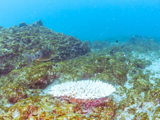 美しいハマフエフキ他の群れ。テーブルサンゴに住む可愛いフタスジリュウキュウスズメダイ、ミツボシクロスズメダイの幼魚他
英名学名：Spangled emperor, Lethrinus nebulosus
Reticulated Dascyllus, Dascyllus reticulatus
Threespot dascyllus, Dascyllus trimaculatus
ヒリゾ浜2024年