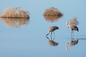 Sandhill Crane in Arizona, USA