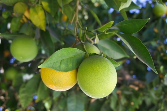 Macro Shot of Green and Yellow Lemons in a Lemon Tree
