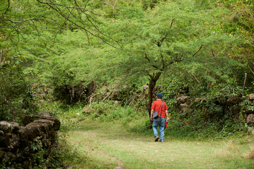 Naklejka premium Rear view of an unrecognizable man walking on a rural historic and touristic trail from Barichara to Guane, in Santander, Colombia. His red clothing stands out against the green vegetation