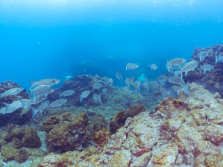 水面近くを泳ぐ美しいボラ（ボラ科）の群れ。
英名学名：Flathead Gray Mullet...