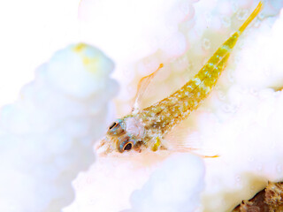 テーブルサンゴに住む、可愛いヘビギンポ（ヘビギンポ科）系の幼魚。
英名学名：YOGORE triplefins (Helcogramma nesion)
静岡県伊豆半島賀茂郡南伊豆町中木ヒリゾ浜2024年
