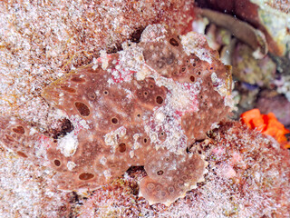 エスカ（触手）を振って魚を呼び寄せて狩る、巨大なオオモンカエルアンコウ（カエルアンコウ科）。
英名学名：Giant Frogfish, Antennarius commersoni
自分よりも大きな獲物でも、１０倍に広がる大きな口で丸呑みにする。
その速度は0.0001秒。生物界最速のハンターである。

静岡県伊豆半島賀茂郡南伊豆町中木ヒリゾ浜2024年
