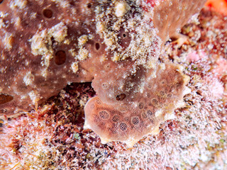 可愛い足（胸ビレ）。
エスカ（触手）を振って魚を呼び寄せて狩る、巨大なオオモンカエルアンコウ（カエルアンコウ科）。
英名学名：Giant Frogfish, Antennarius commersoni
自分よりも大きな獲物でも、１０倍に広がる大きな口で丸呑みにする。
その速度は0.0001秒。生物界最速のハンターである。

静岡県伊豆半島賀茂郡南伊豆町中木ヒリゾ浜2024年
