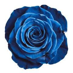 Single rose flower isolated on transparent background