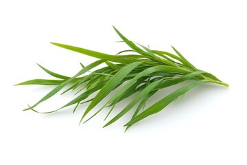 Fototapeta premium Grass isolated on a white background, close up