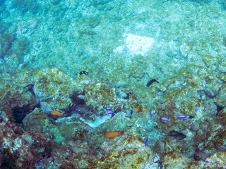 美しいイソギンチャク畑の可愛いクマノミ、キンギョハナダイ、ソラスズメダイ他の群れ。
英名学名：Yellowtail clownfish (Amphiprion clarkii)
Sea Goldie, Pseudanthias squamipinnis
Heavenly Damselfish, Pomacentrus coelestis
静岡県伊豆半島賀茂郡南伊豆町中木ヒリゾ浜2024年
